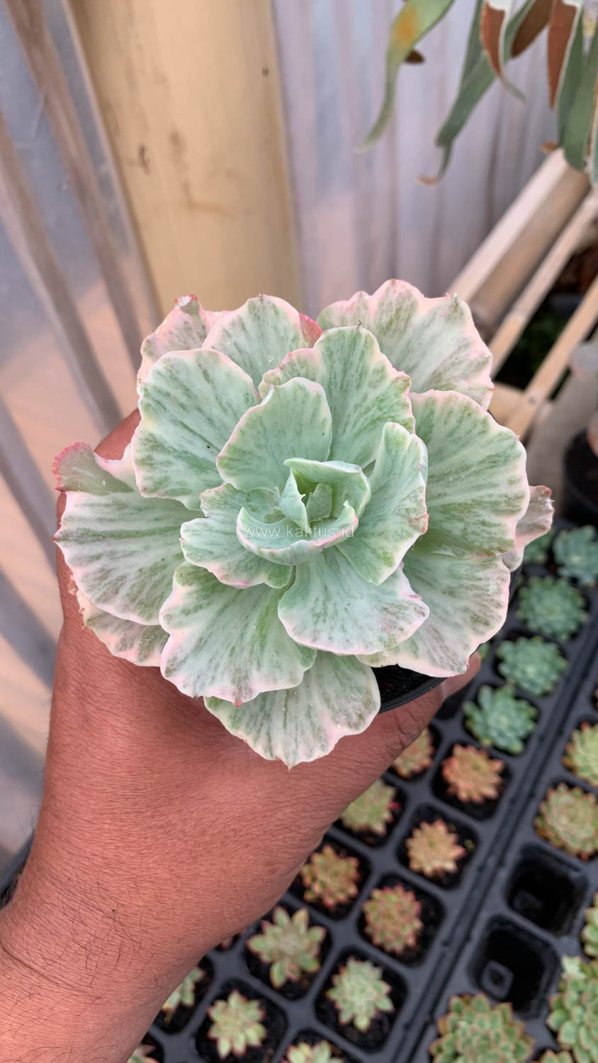 448. Echeveria Chantilly 'Dragon Fin' Variegated - Image 7