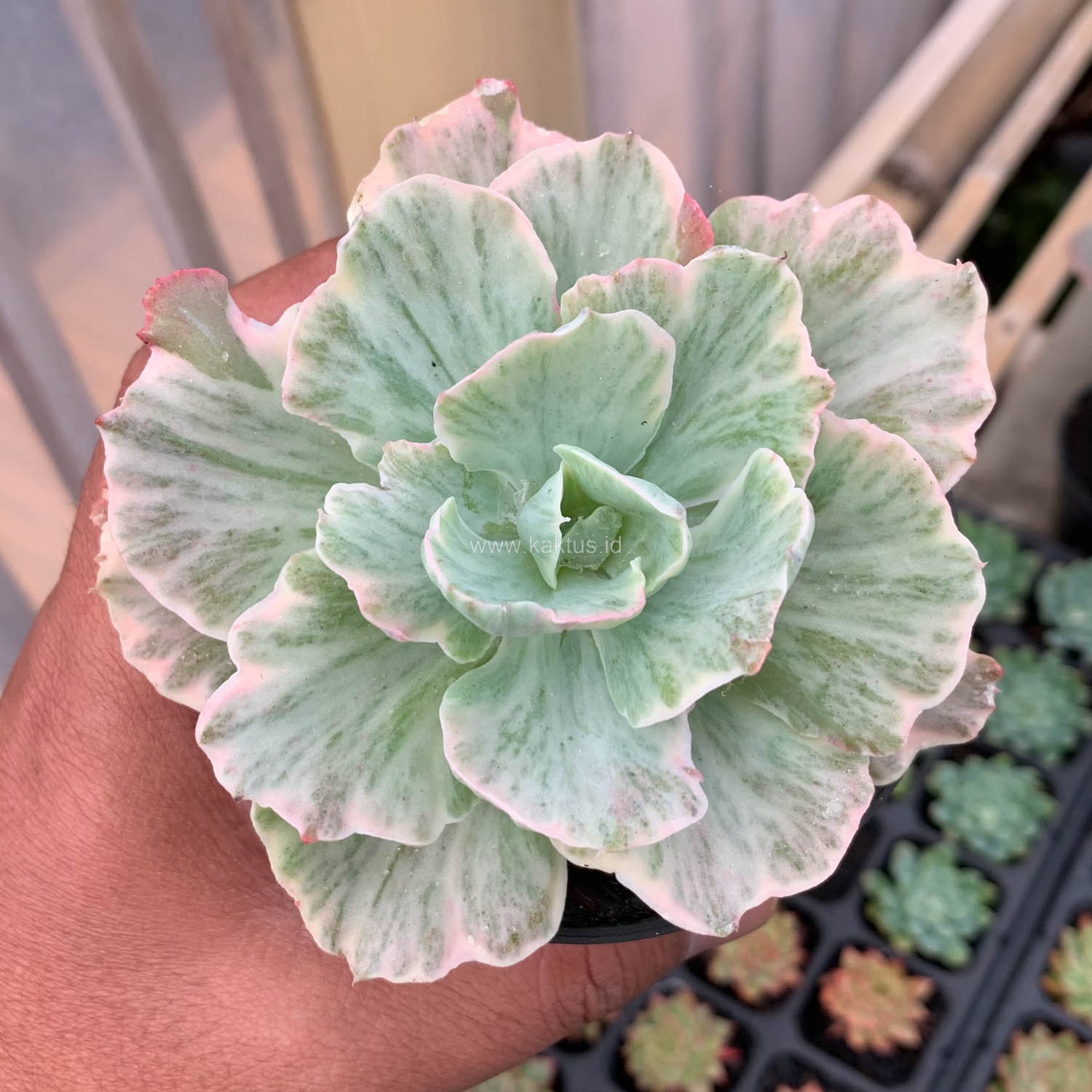448. Echeveria Chantilly 'Dragon Fin' Variegated - Image 6