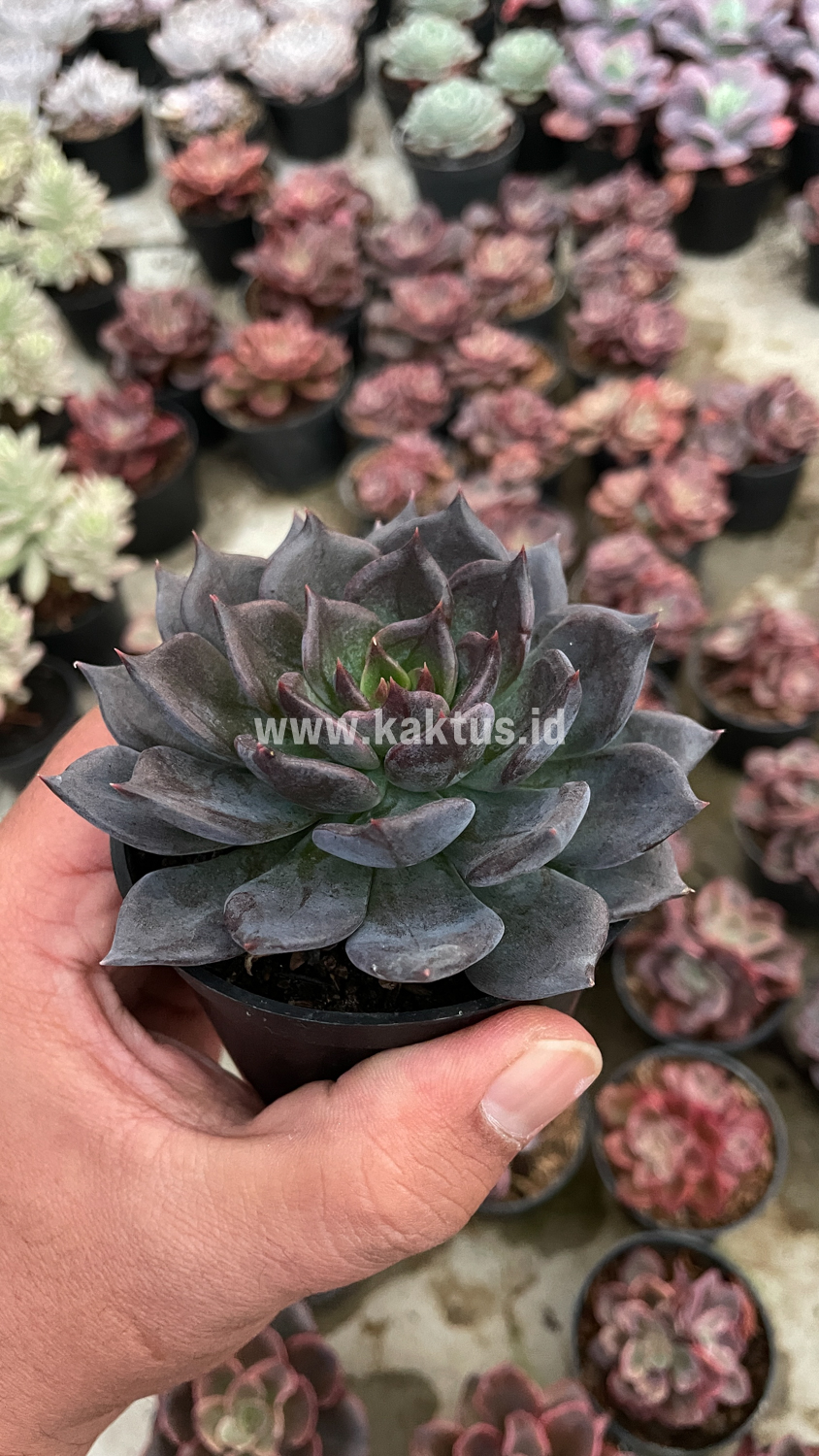 454. Echeveria Blue Prince - Image 17