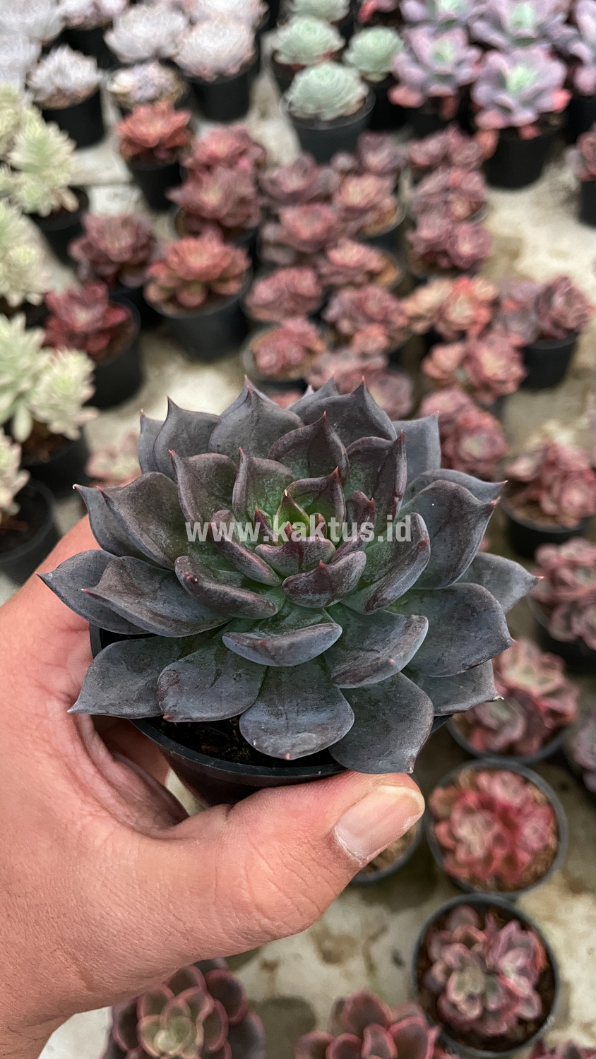 454. Echeveria Blue Prince - Image 15