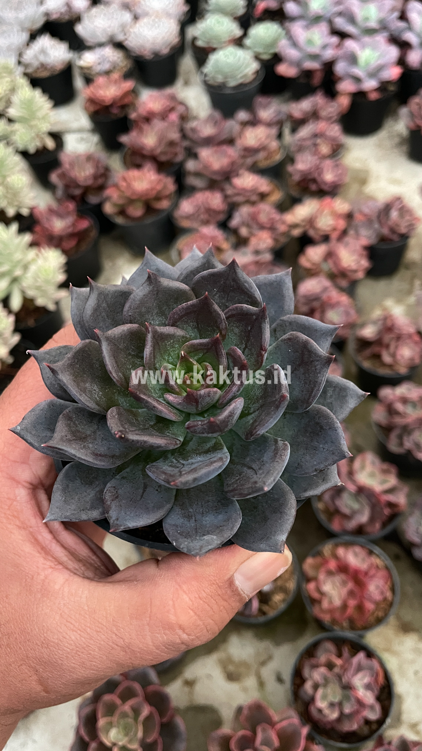 454. Echeveria Blue Prince - Image 11