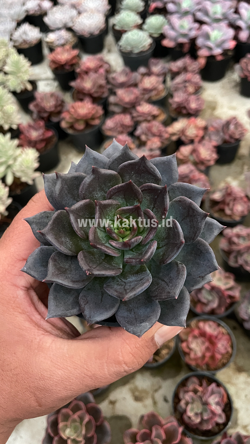 454. Echeveria Blue Prince - Image 9