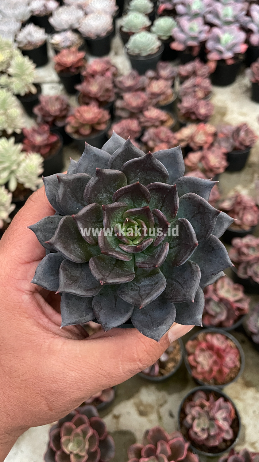 454. Echeveria Blue Prince - Image 8