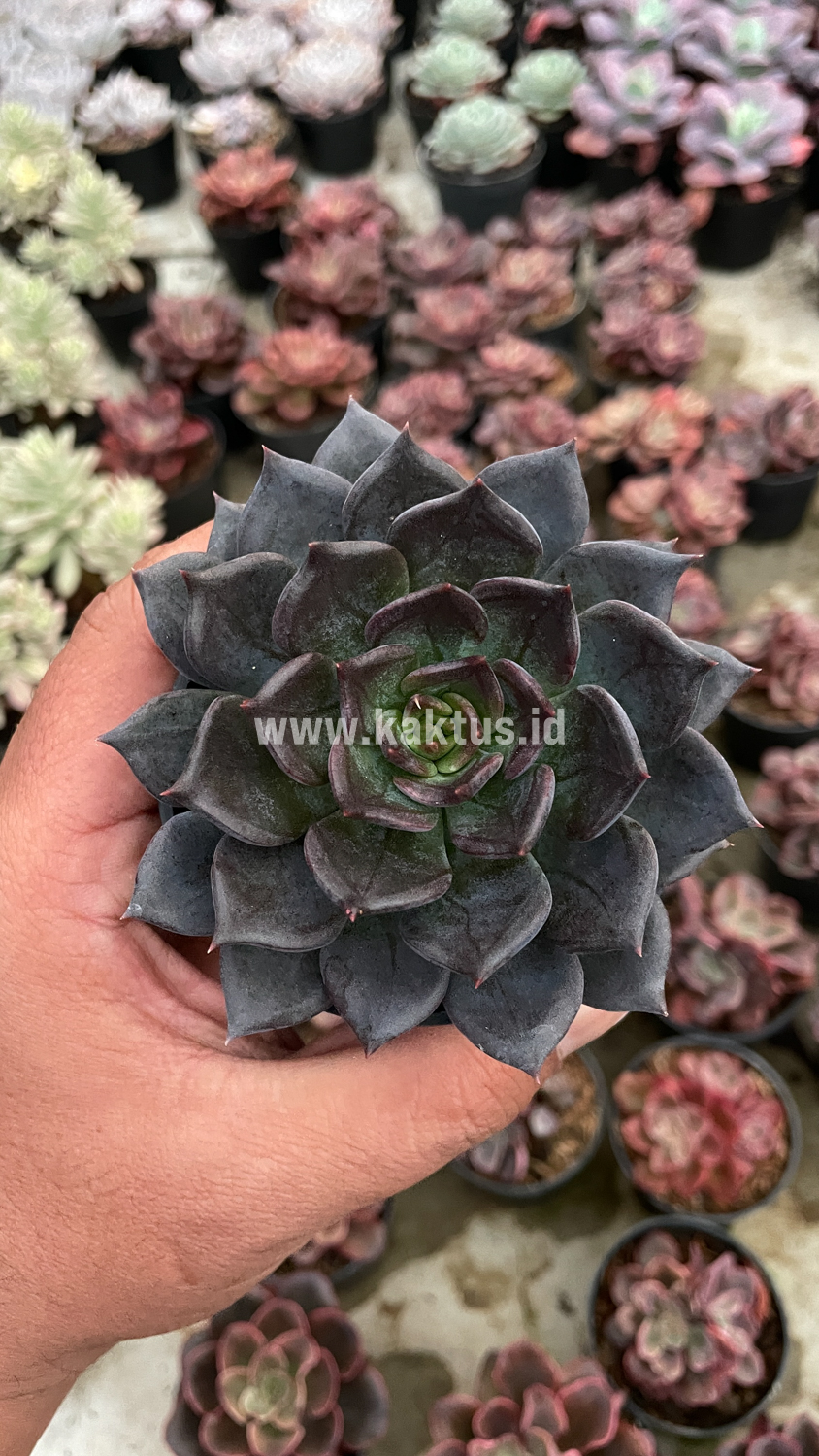 454. Echeveria Blue Prince - Image 5