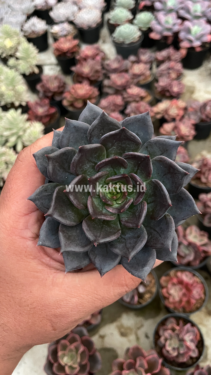 454. Echeveria Blue Prince - Image 6