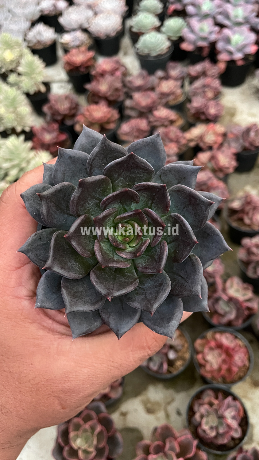 454. Echeveria Blue Prince - Image 4