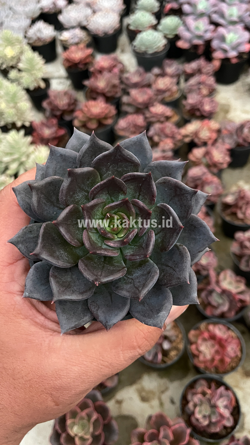 454. Echeveria Blue Prince - Image 13