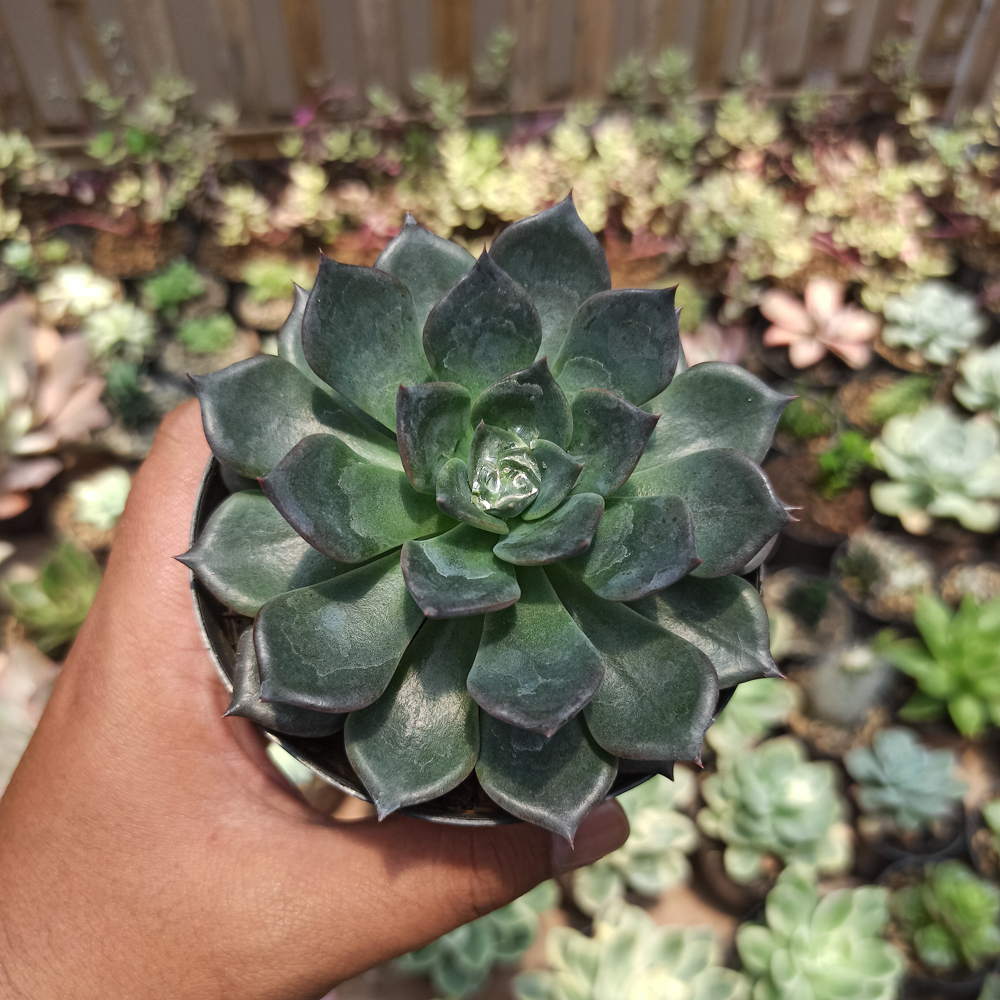 454. Echeveria Blue Prince - Image 19