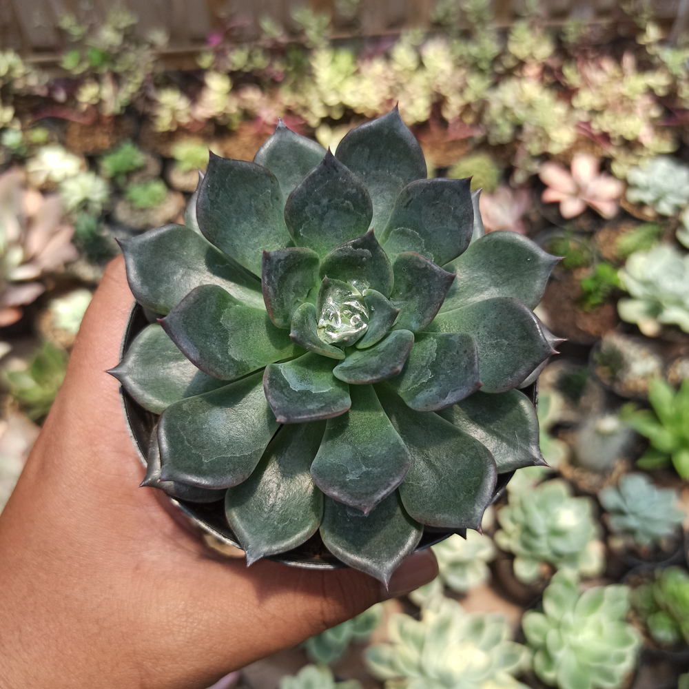 454. Echeveria Blue Prince - Image 2