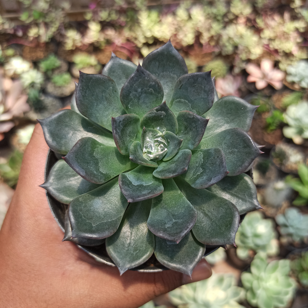454. Echeveria Blue Prince - Image 20