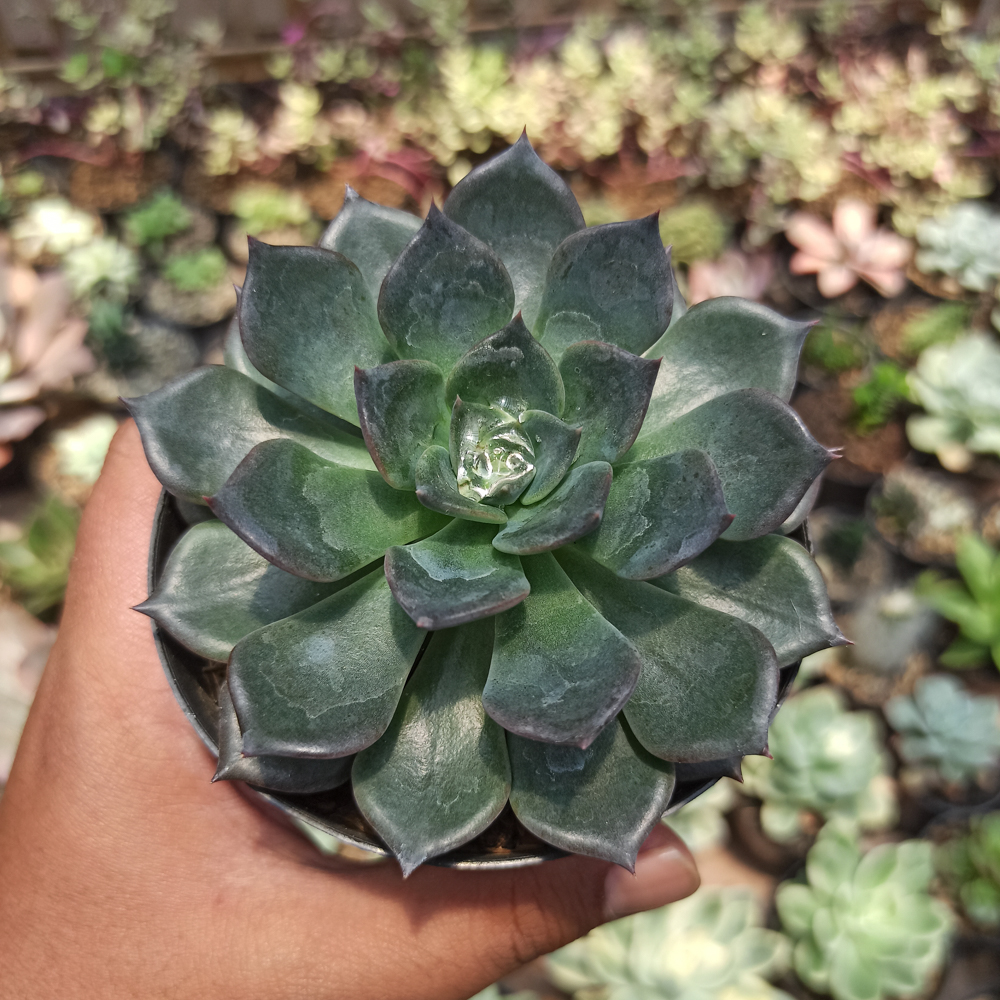 454. Echeveria Blue Prince - Image 18
