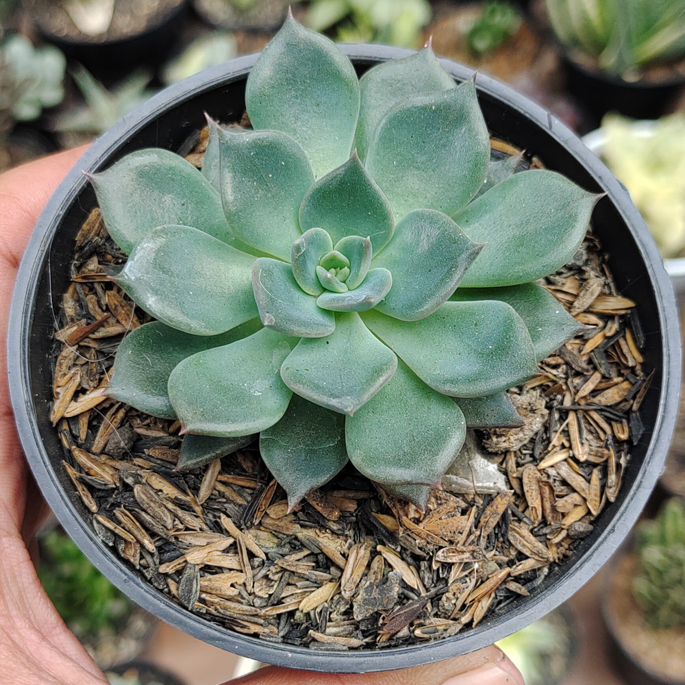 454. Echeveria Blue Prince - Image 12