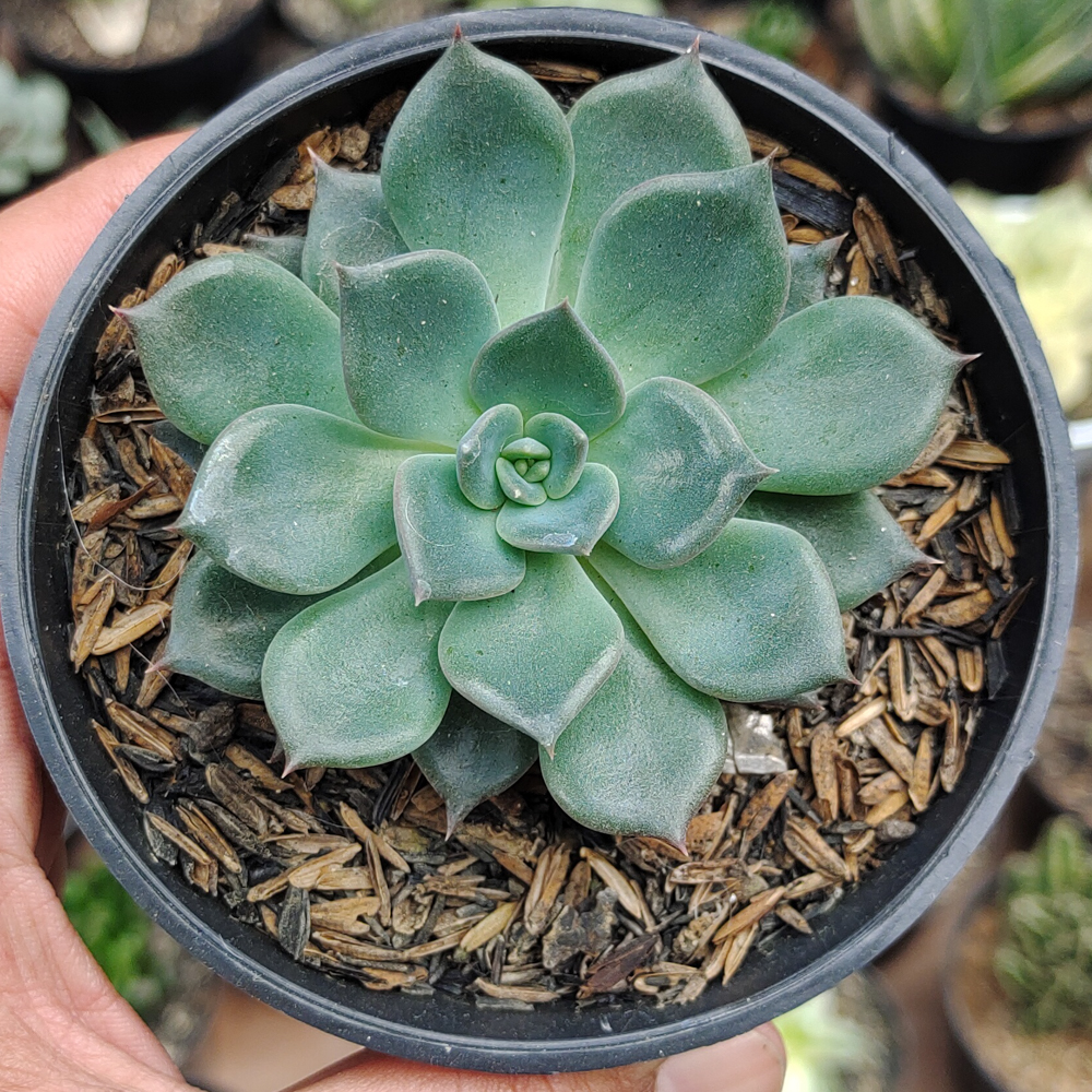 454. Echeveria Blue Prince - Image 10