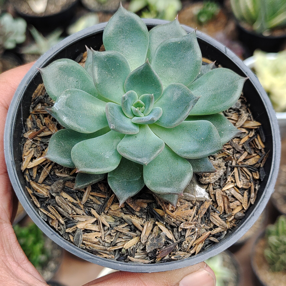 454. Echeveria Blue Prince - Image 7