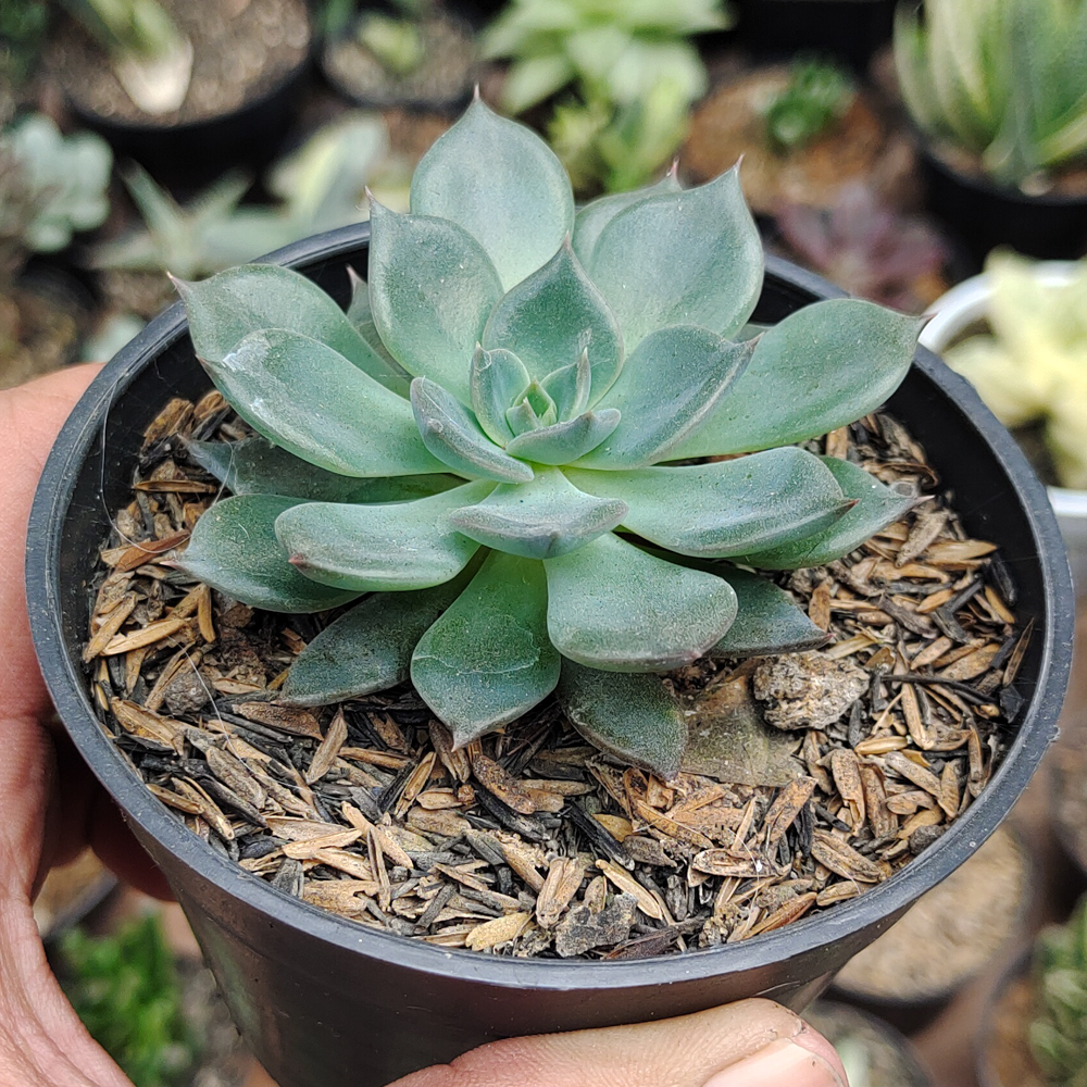 454. Echeveria Blue Prince - Image 3