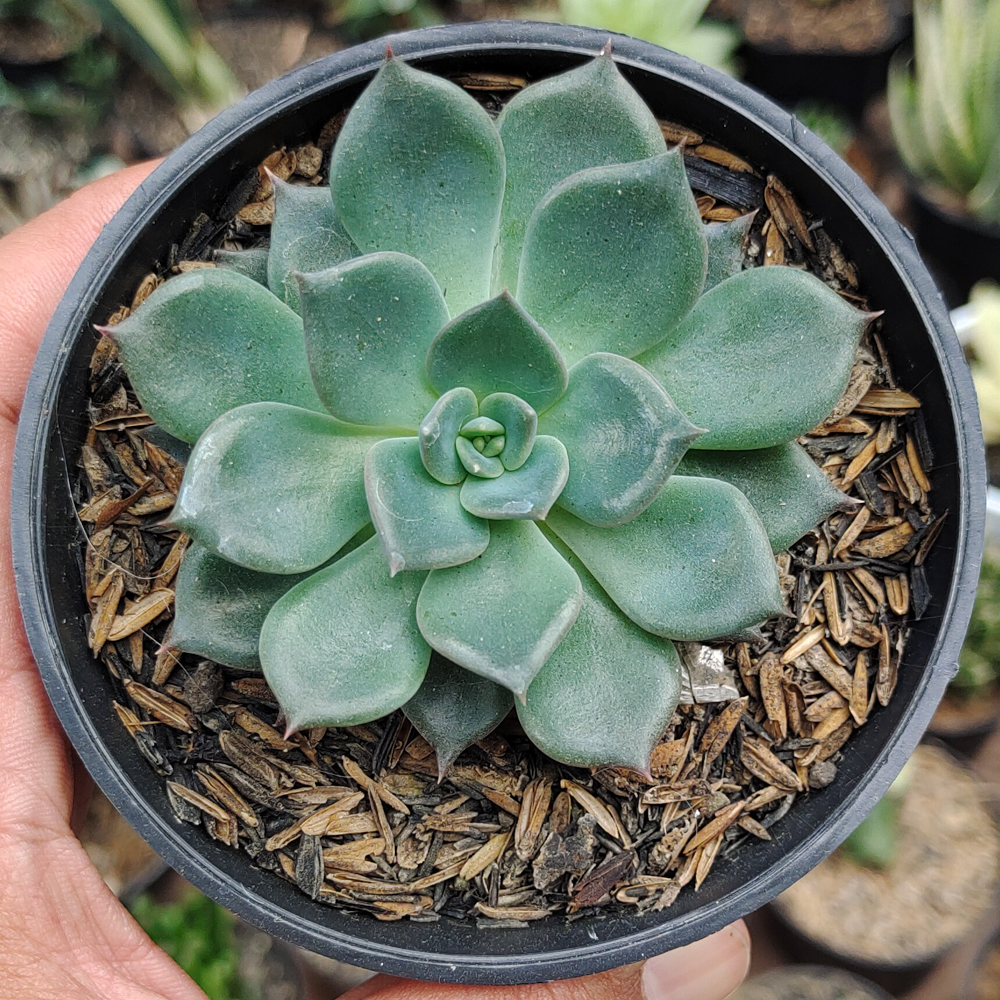 454. Echeveria Blue Prince - Image 16