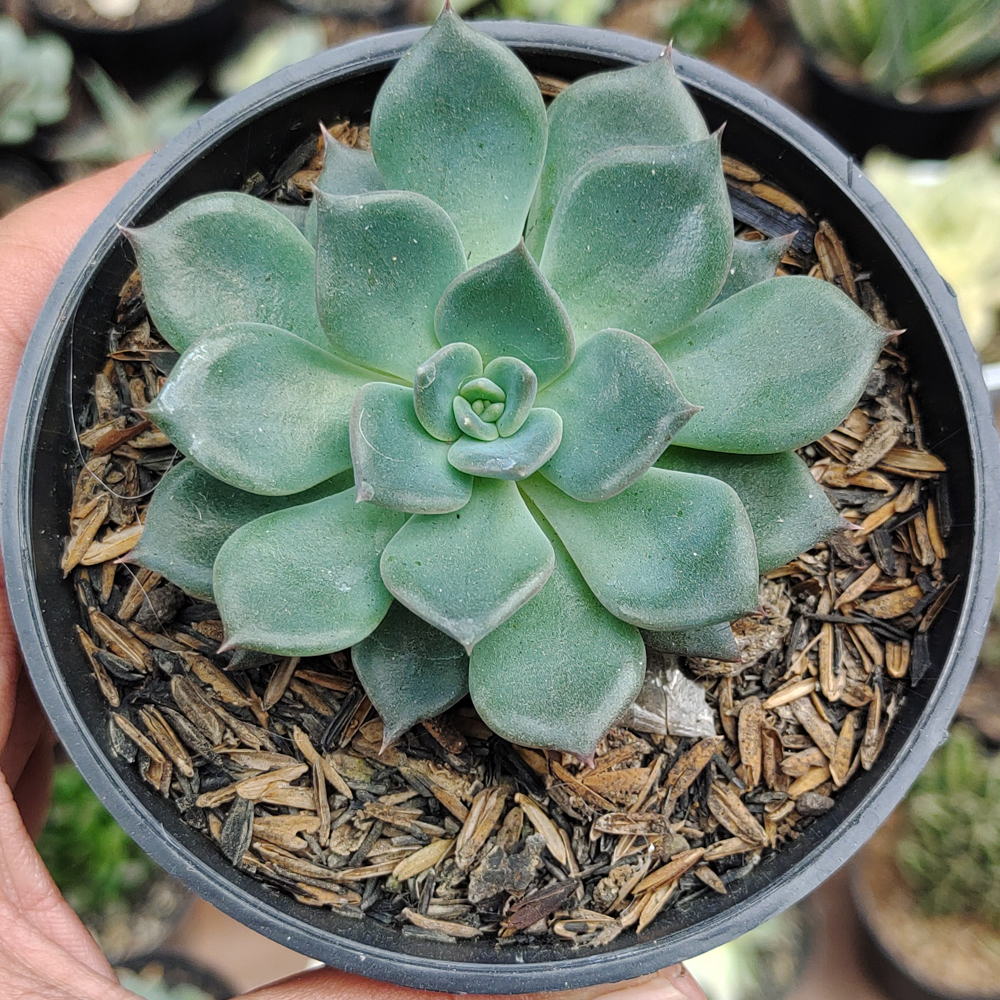 454. Echeveria Blue Prince - Image 14