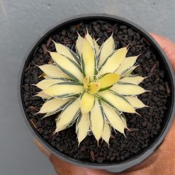 455. Agave Filifera Mediopicta