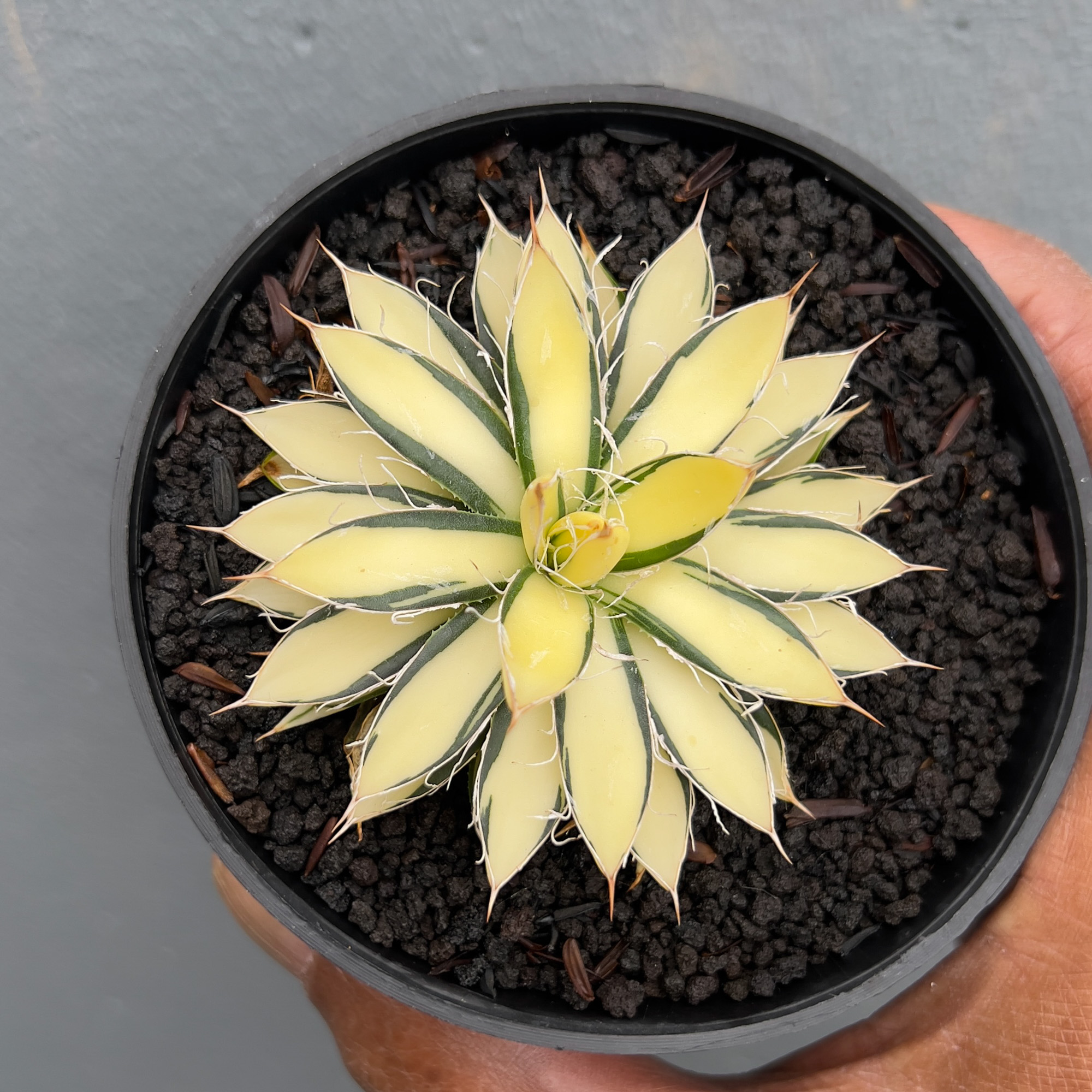 455. Agave Filifera Mediopicta