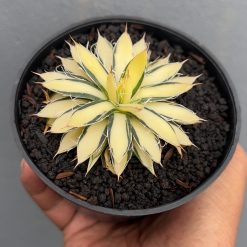 Alternative view of 455. Agave Filifera Mediopicta