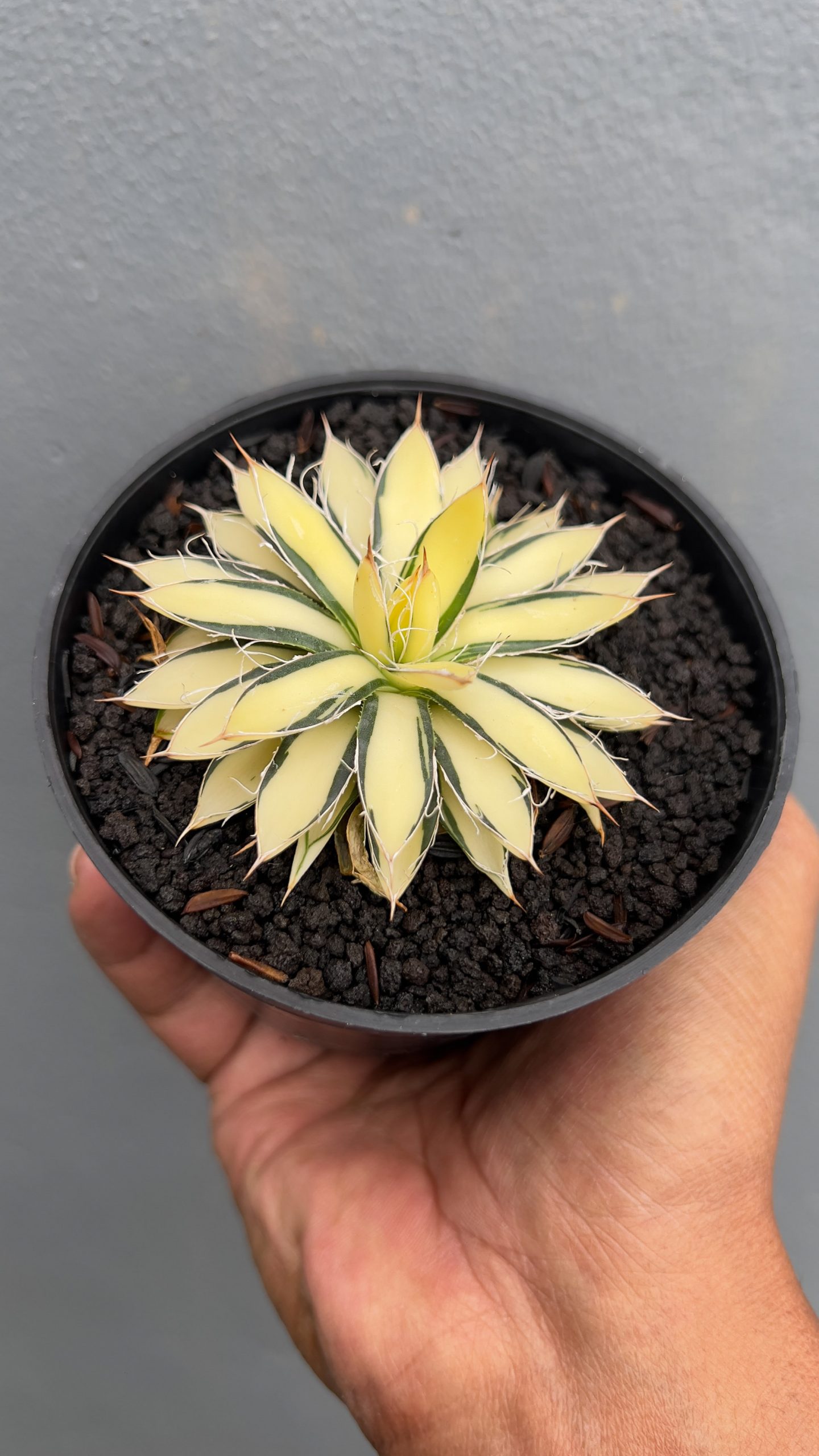455. Agave Filifera Mediopicta - Image 2