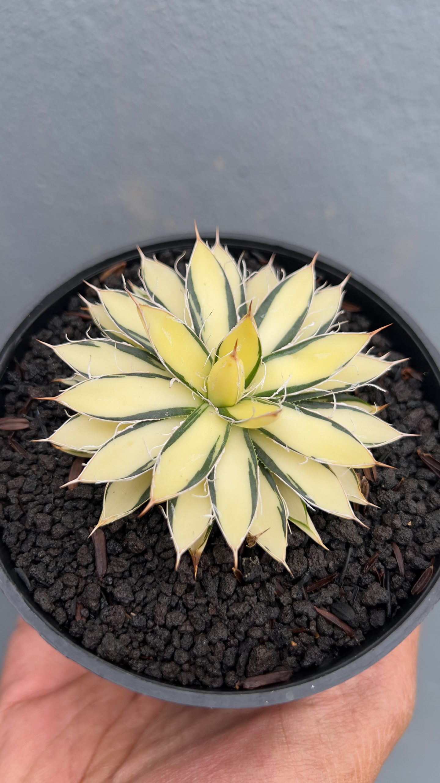 455. Agave Filifera Mediopicta - Image 3