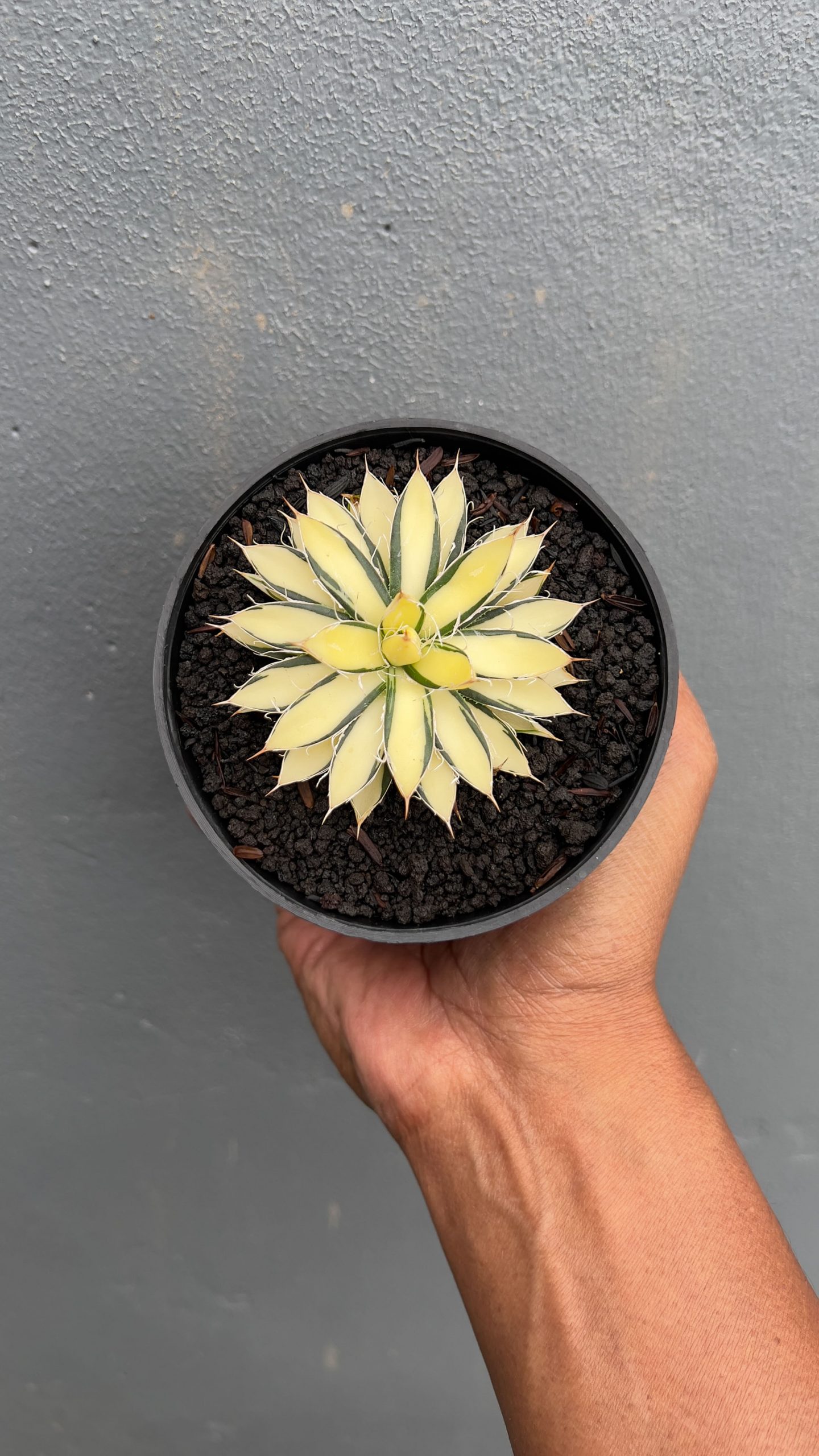 455. Agave Filifera Mediopicta - Image 4