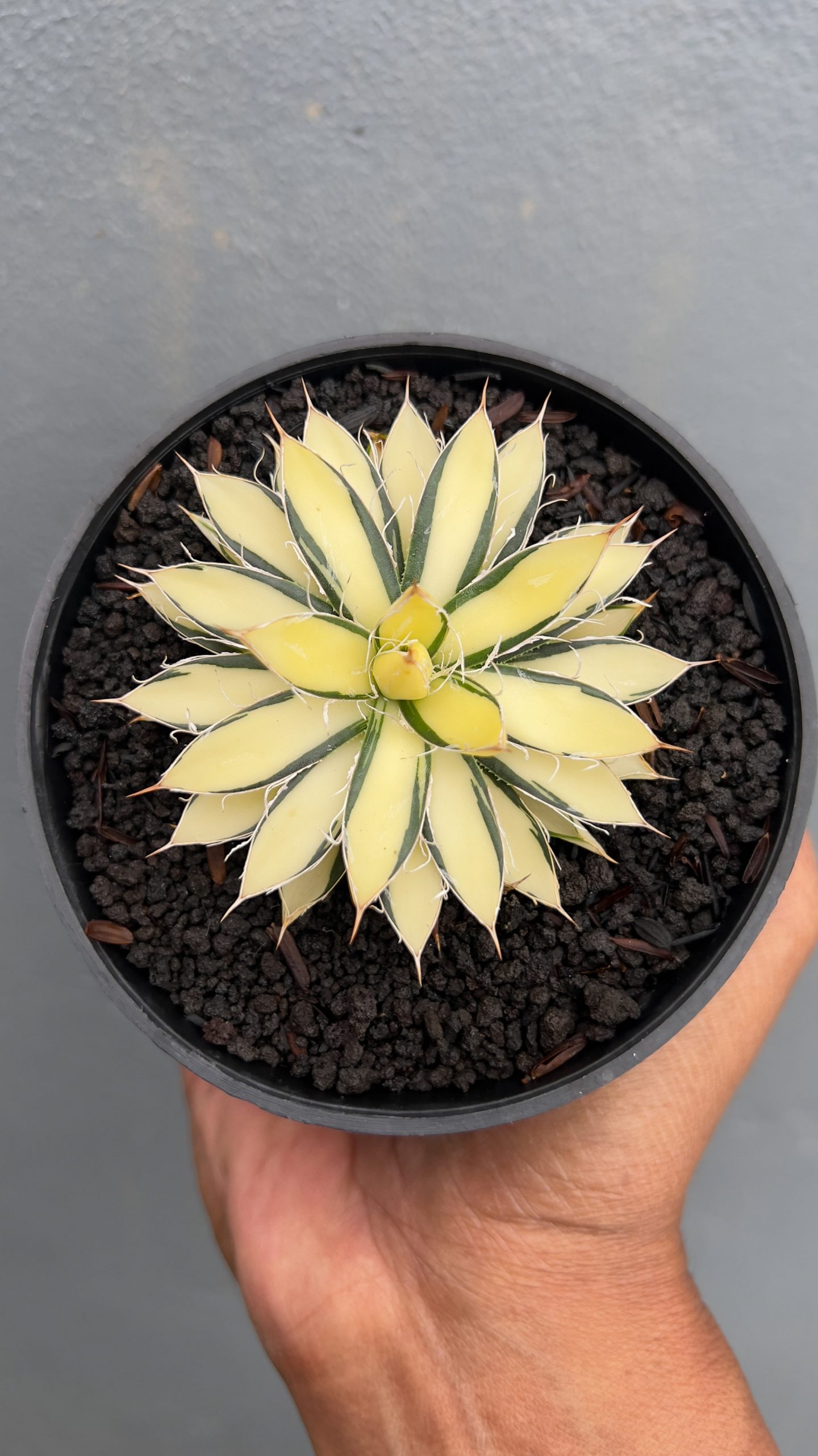 455. Agave Filifera Mediopicta - Image 5