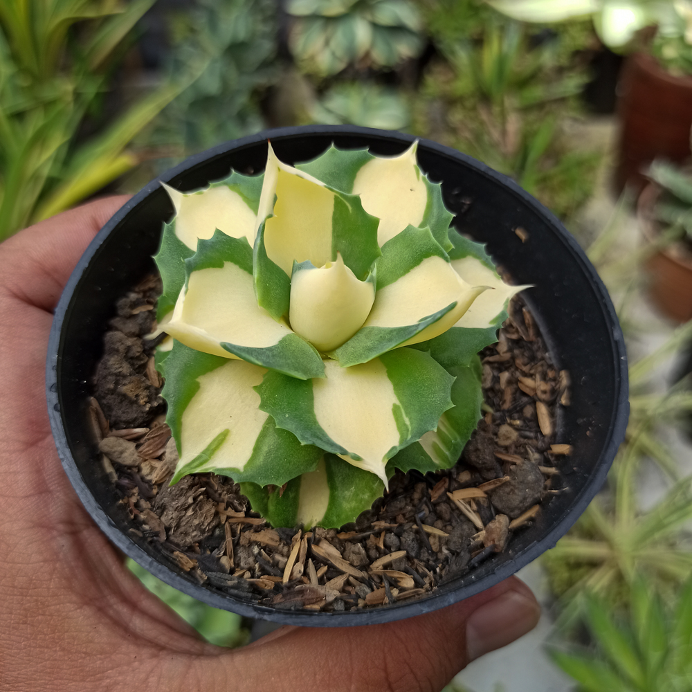 456. Agave Shoji Raijin Variegated - Image 6