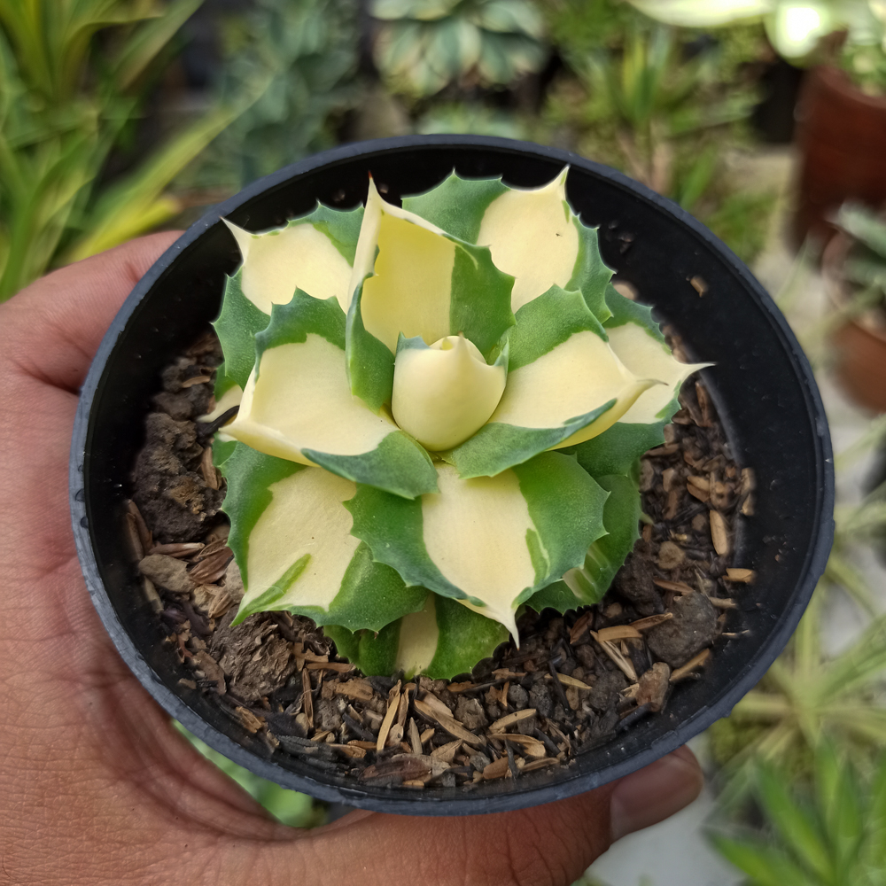 456. Agave Shoji Raijin Variegated - Image 5