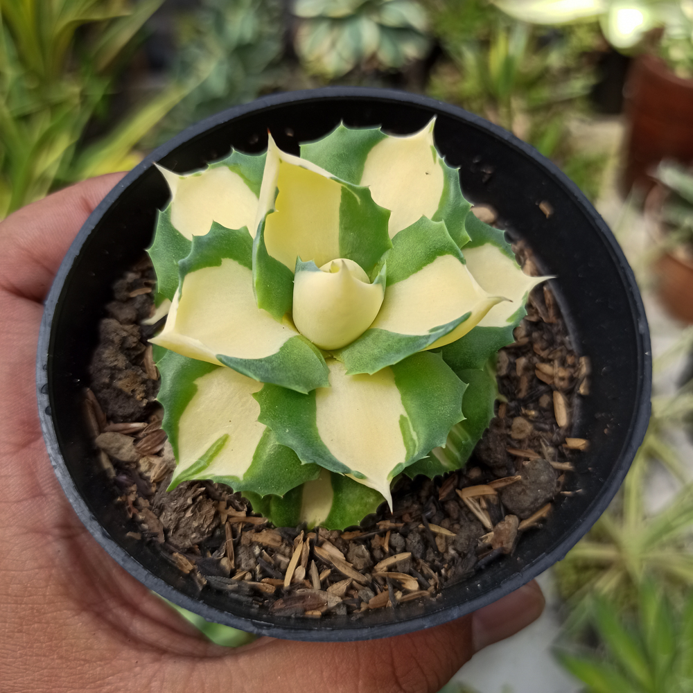 456. Agave Shoji Raijin Variegated - Image 4