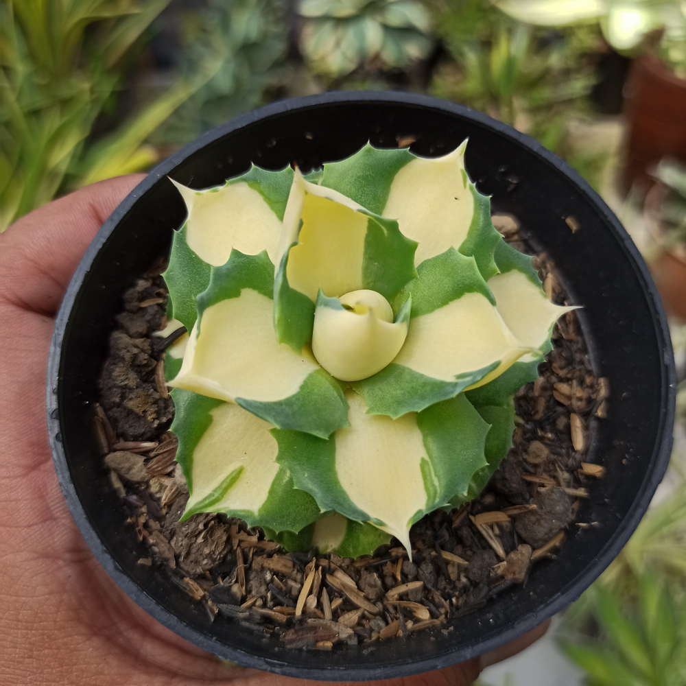 456. Agave Shoji Raijin Variegated - Image 3