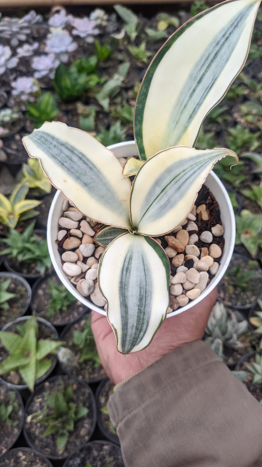 457. Sansevieria Masoniana Aurea White Variegated Rosettete - Image 9