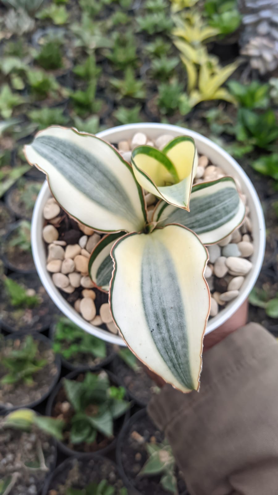 457. Sansevieria Masoniana Aurea White Variegated Rosettete - Image 3