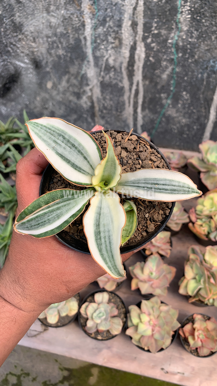 457. Sansevieria Masoniana Aurea White Variegated Rosettete - Image 2