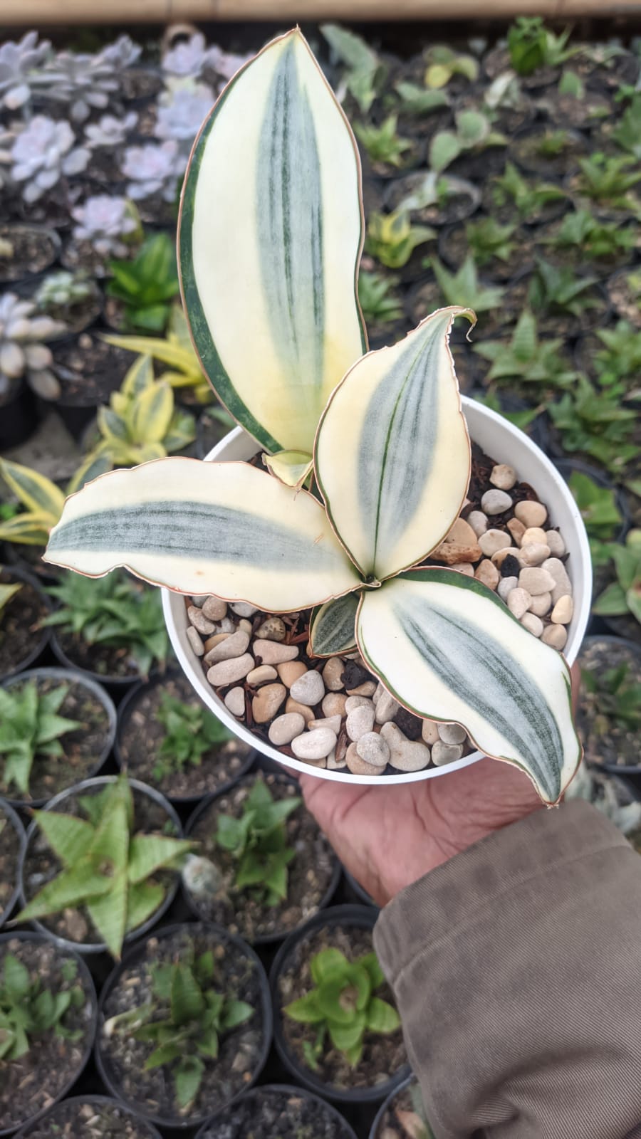 457. Sansevieria Masoniana Aurea White Variegated Rosettete - Image 7