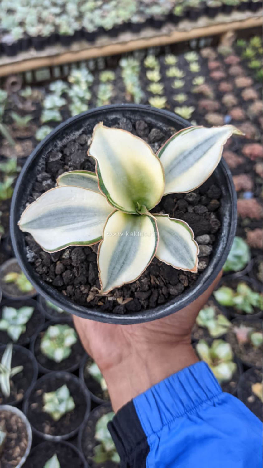 457. Sansevieria Masoniana Aurea White Variegated Rosettete - Image 10