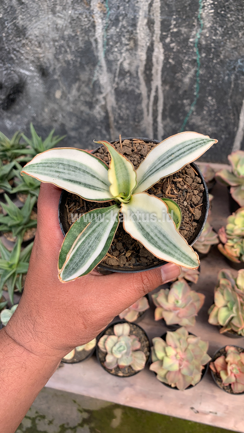 457. Sansevieria Masoniana Aurea White Variegated Rosettete - Image 8