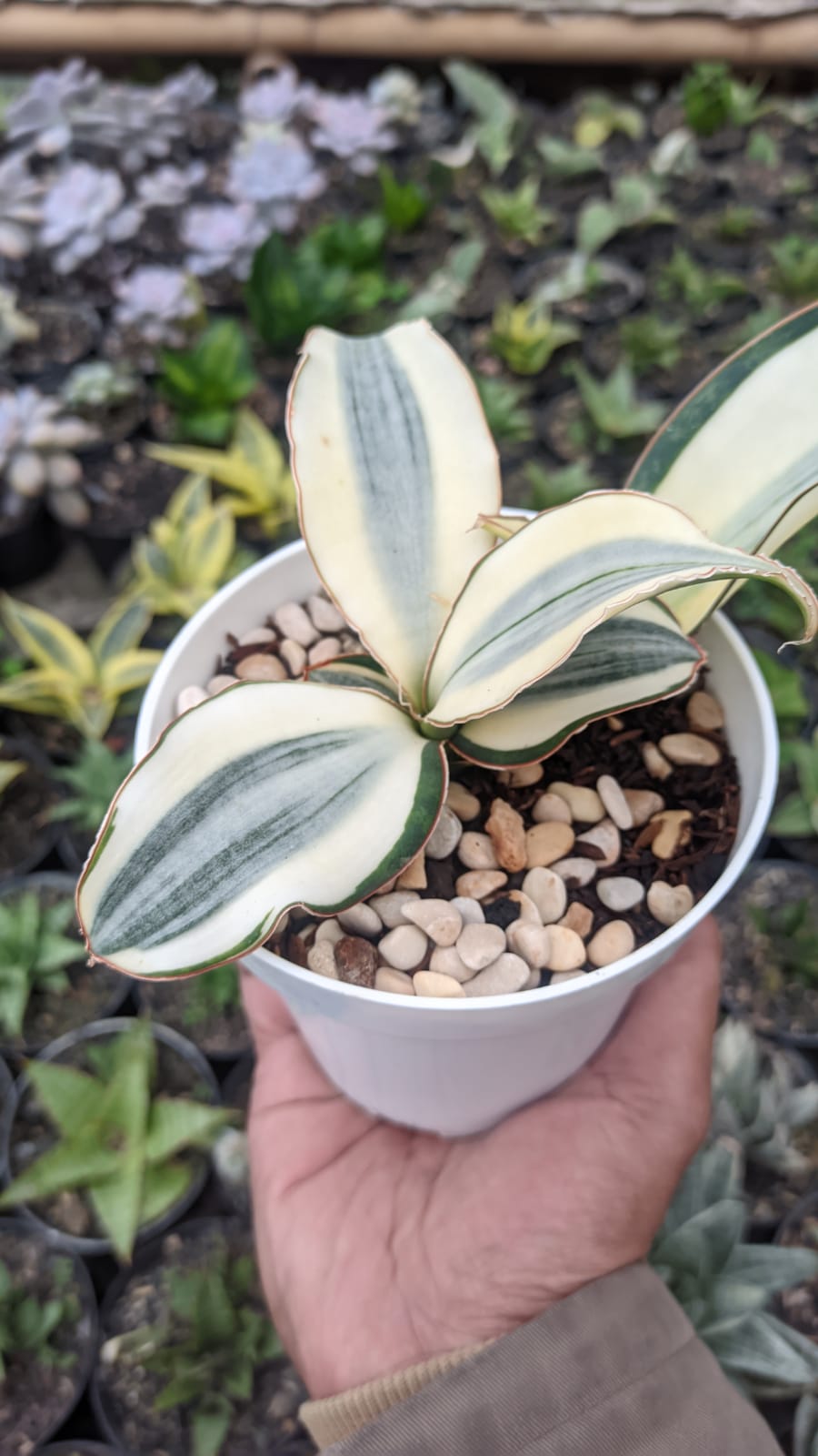 457. Sansevieria Masoniana Aurea White Variegated Rosettete - Image 5