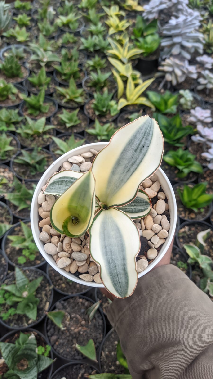 457. Sansevieria Masoniana Aurea White Variegated Rosettete - Image 6