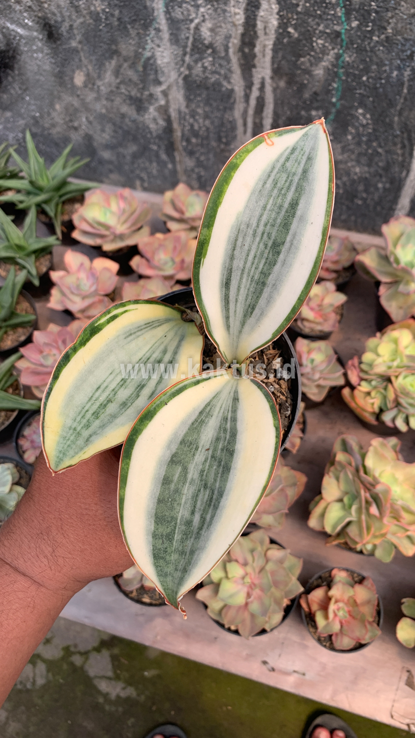 457. Sansevieria Masoniana Aurea White Variegated Rosettete - Image 4