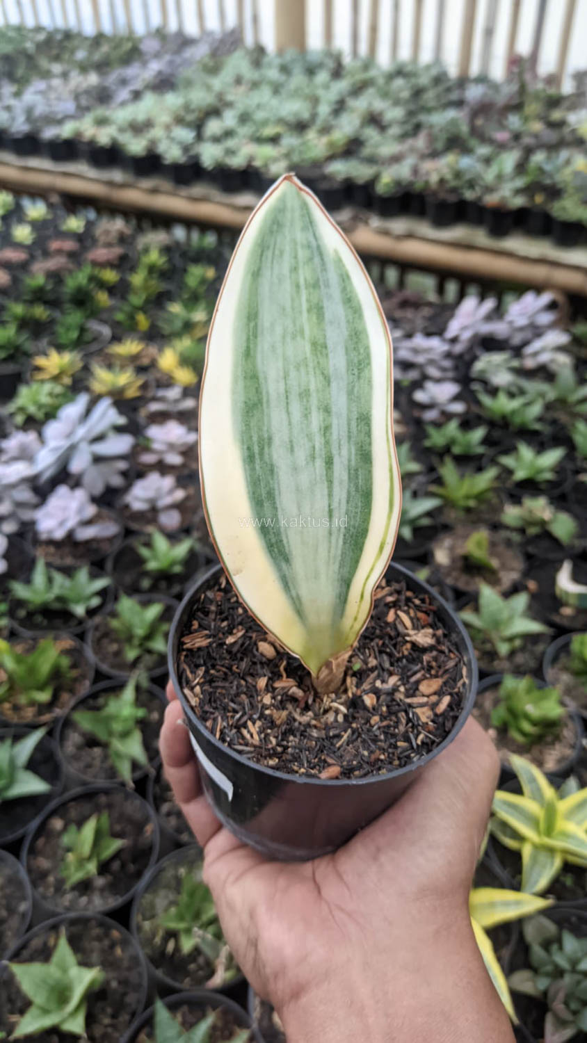 1529. Sansevieria Masoniana Variegated - Image 3