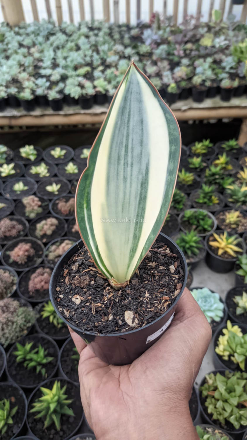 1529. Sansevieria Masoniana Variegated - Image 4