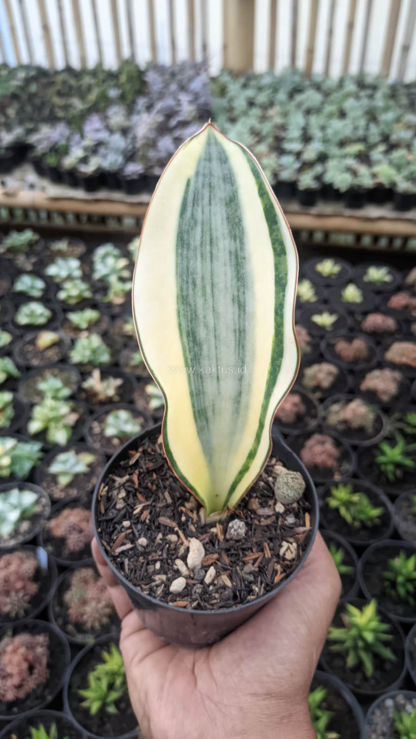 1529. Sansevieria Masoniana Variegated - Image 5