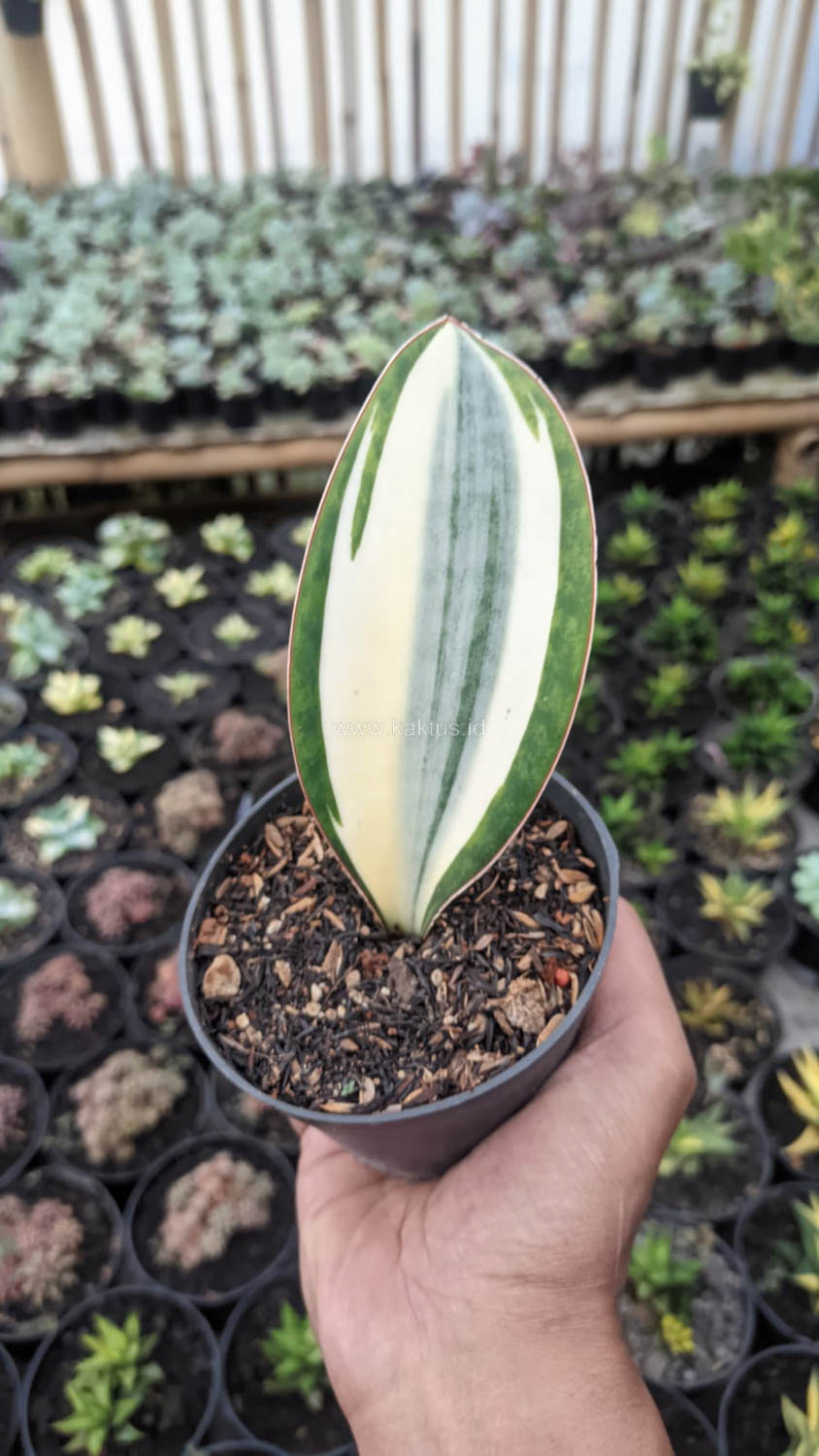 1529. Sansevieria Masoniana Variegated - Image 2