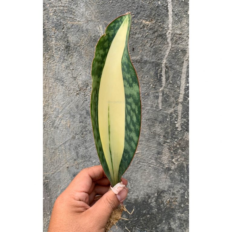 459. Sansevieria Masoniana Mediopicta Variegated