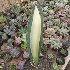 Alternative view of 459. Sansevieria Masoniana Mediopicta Variegated