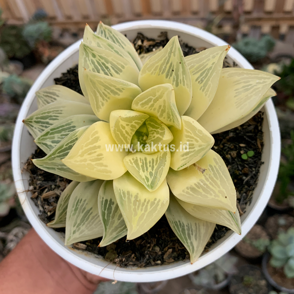 462. Haworthia Retusa Giant Leafs Aurea Variegated - Image 3