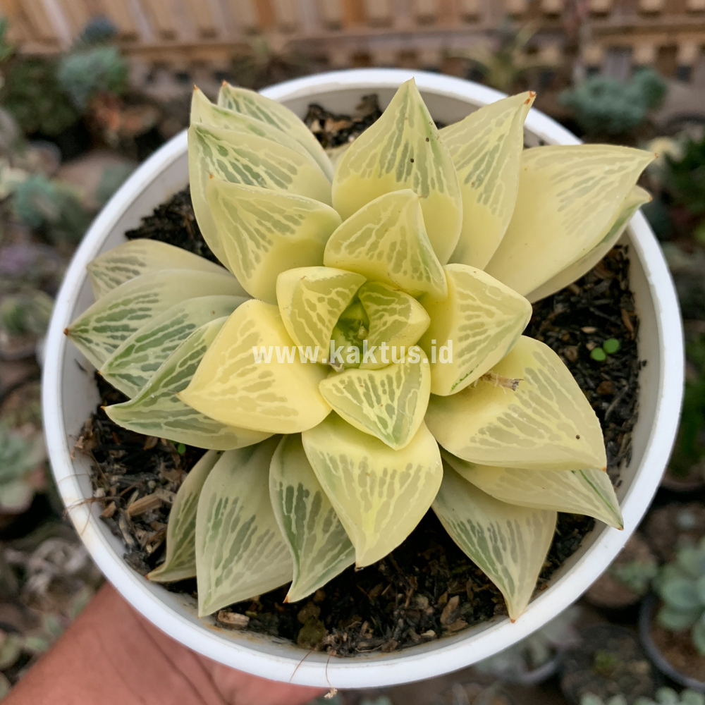 462. Haworthia Retusa Giant Leafs Aurea Variegated - Image 4
