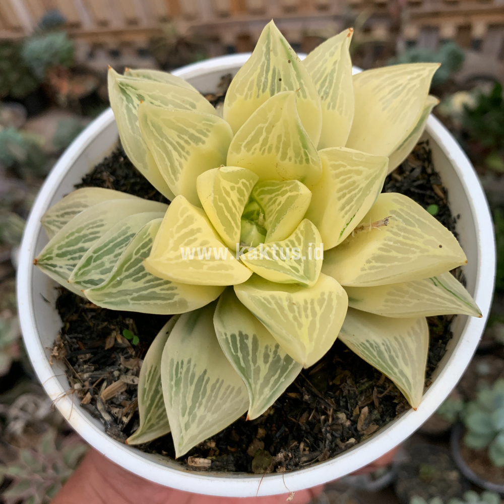 462. Haworthia Retusa Giant Leafs Aurea Variegated - Image 6